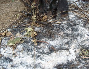 Education à la protection de l'environnement