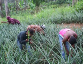 Groupe d'initiative d'Awae