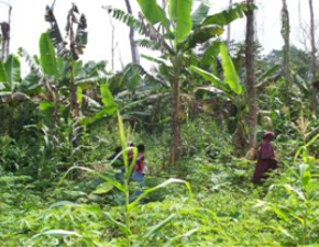 Groupe d'initiative d'Awae